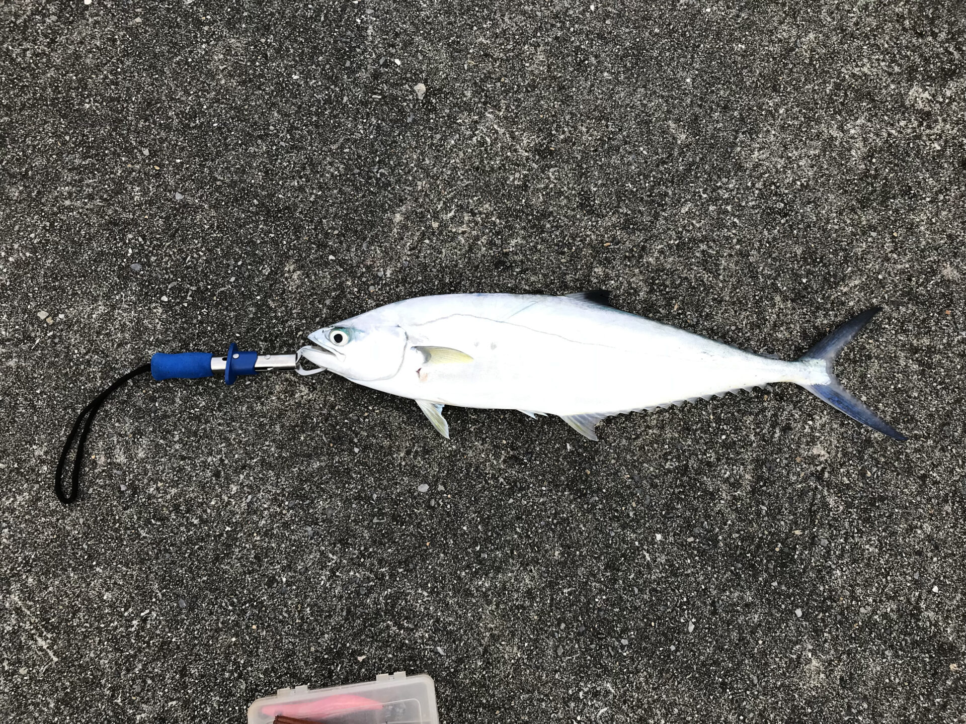 イケガツオルアー釣果