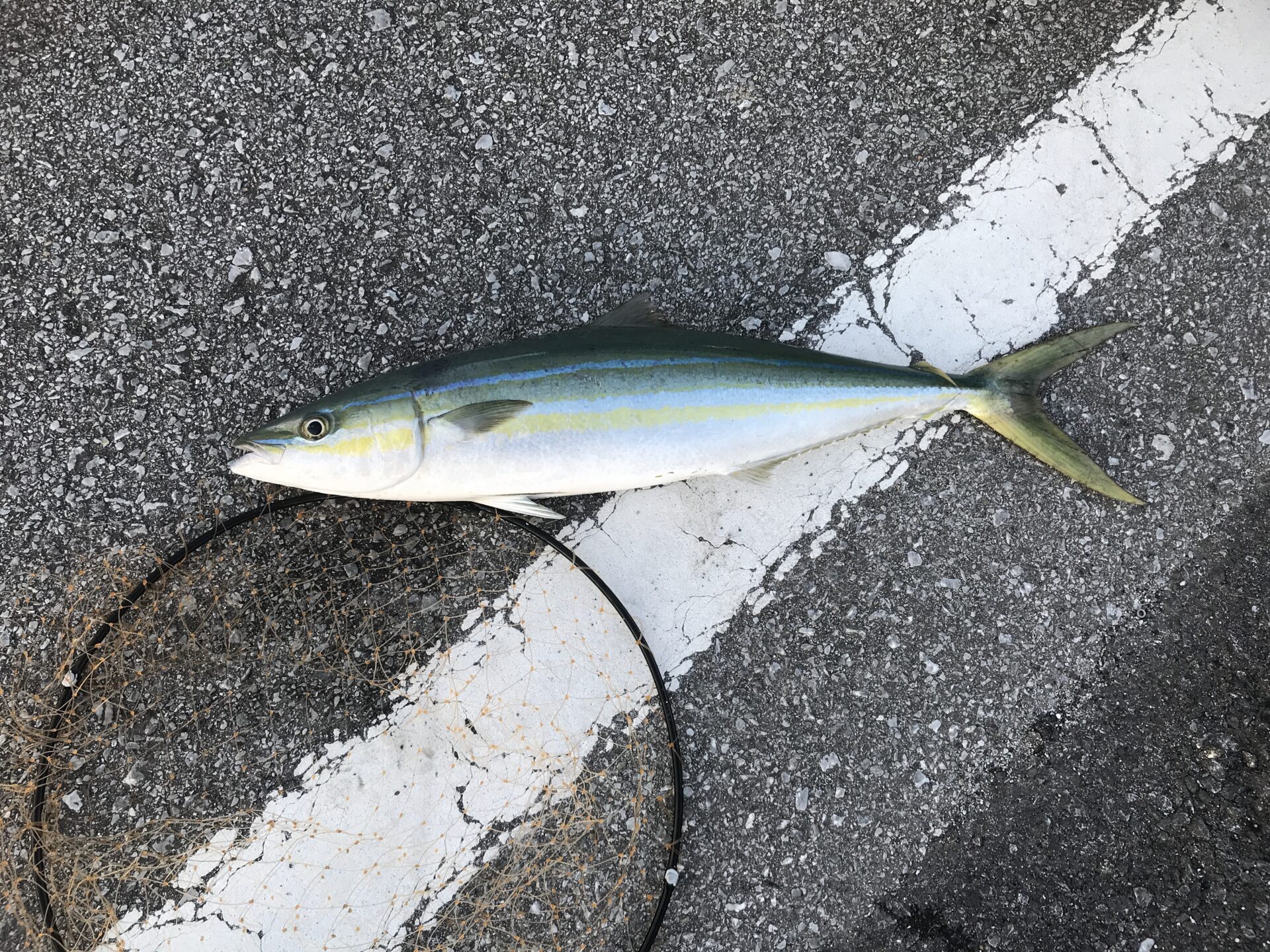 ツムブリルアー釣果