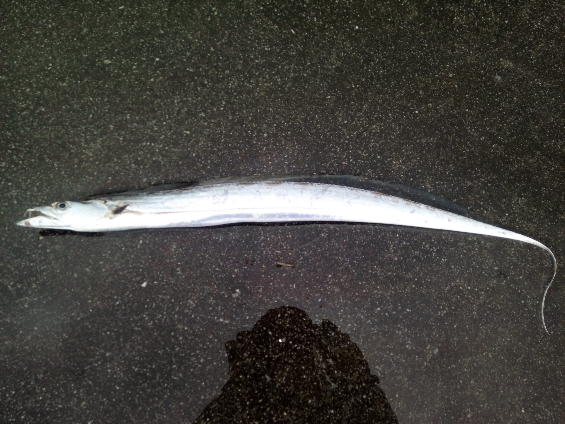 太刀魚ルアー釣果