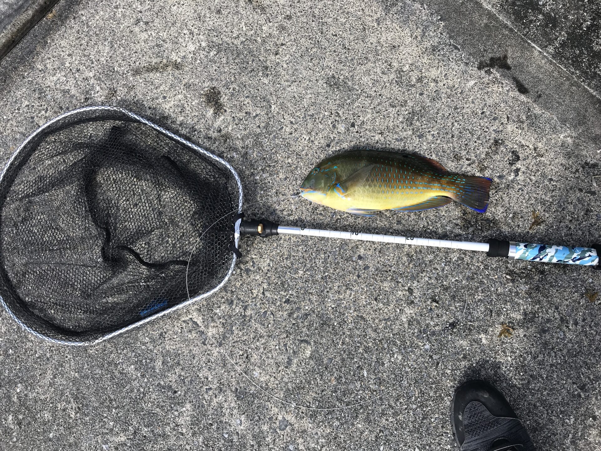 カニで釣れた初めてのマクブ（沖縄三大高級魚）