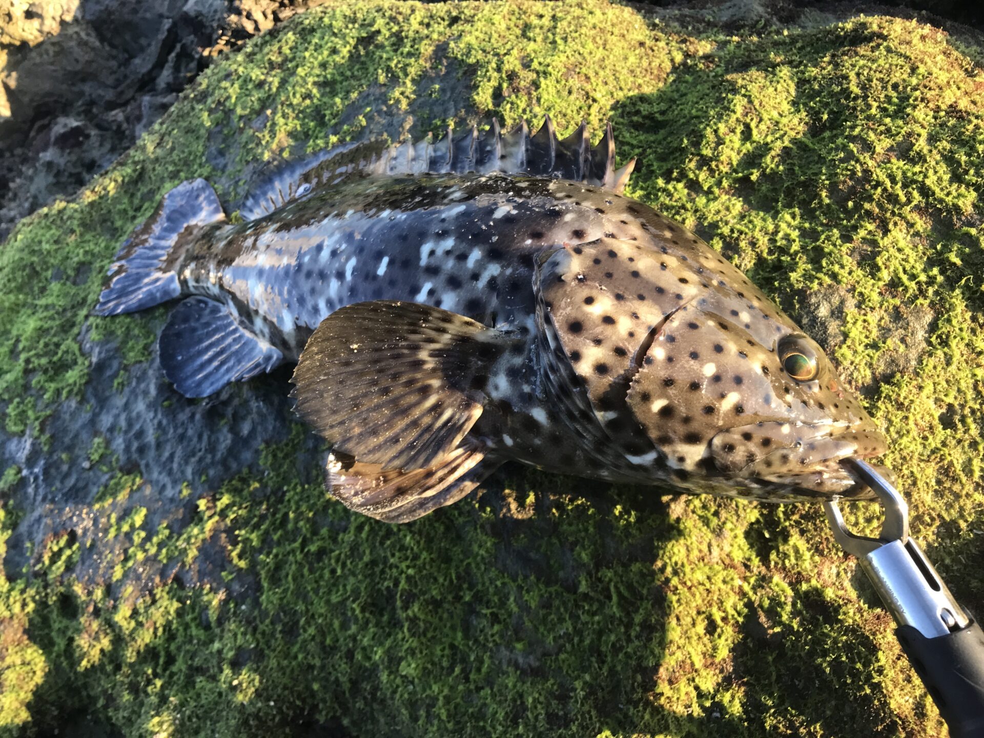 ミーバイ（ヤイトハタ）釣果