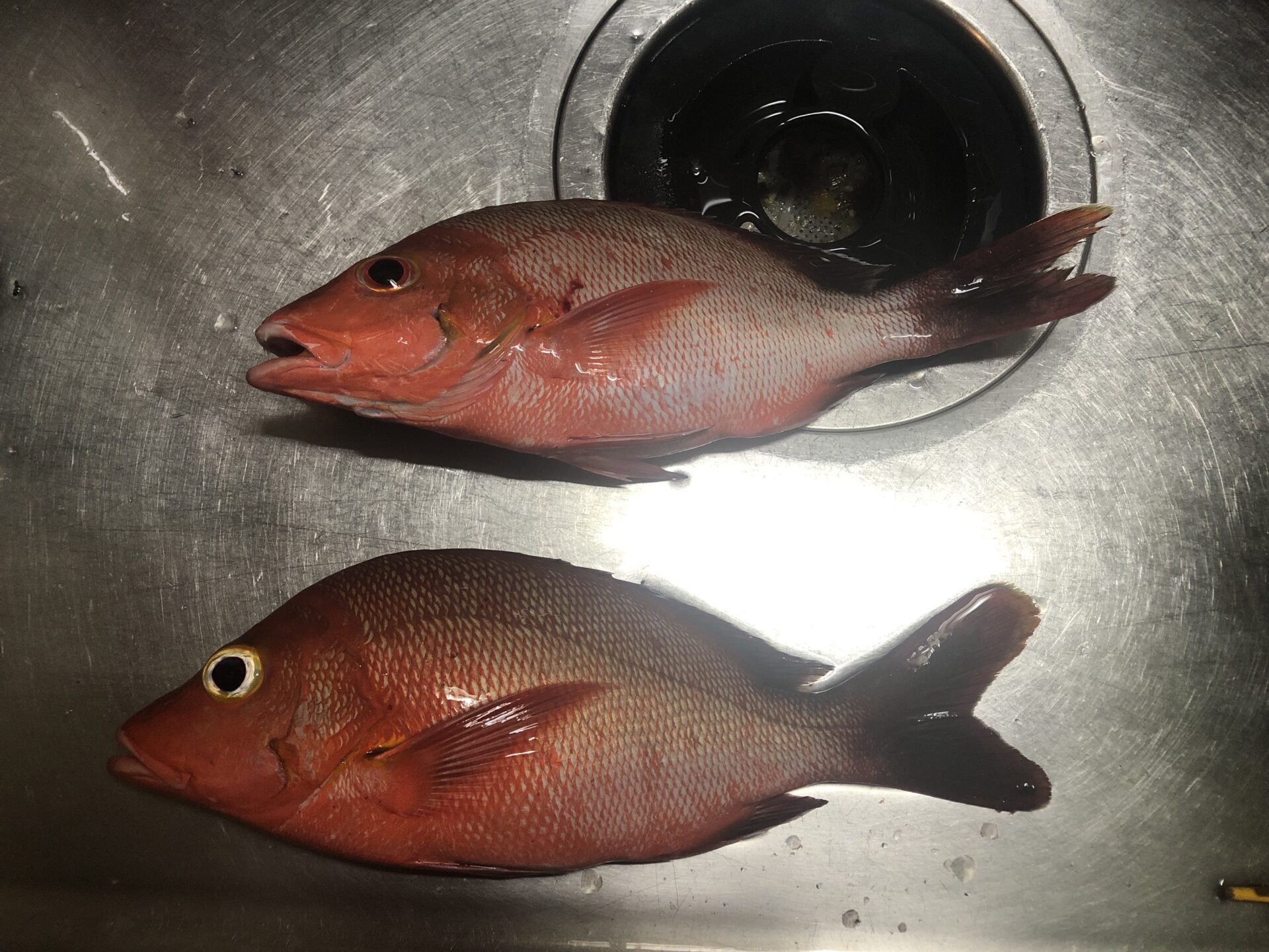 久米島の漁港で釣り上げたミミジャー35cm