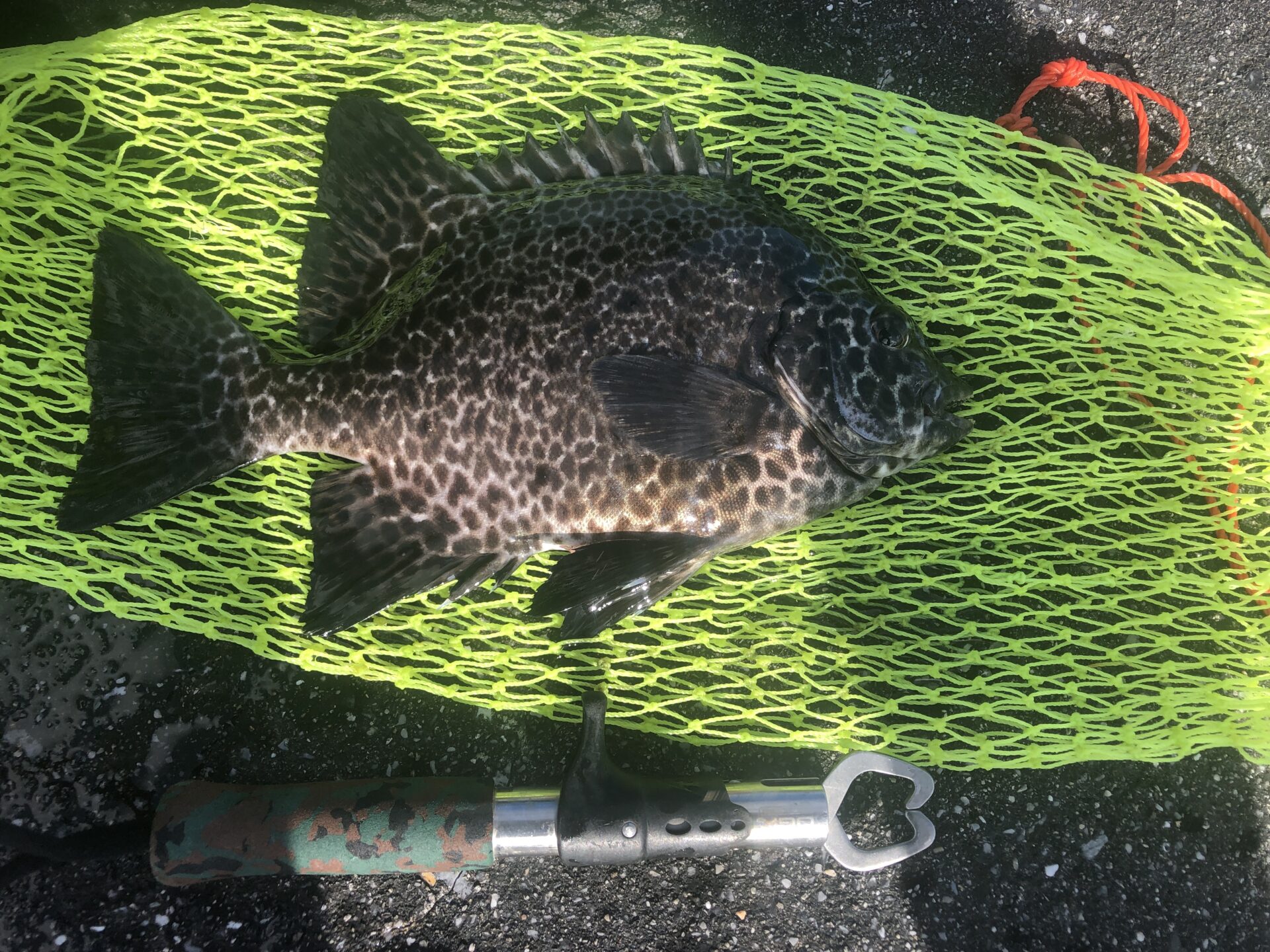 ムキアサリで釣れた初めてのイシガキダイ（高級魚）