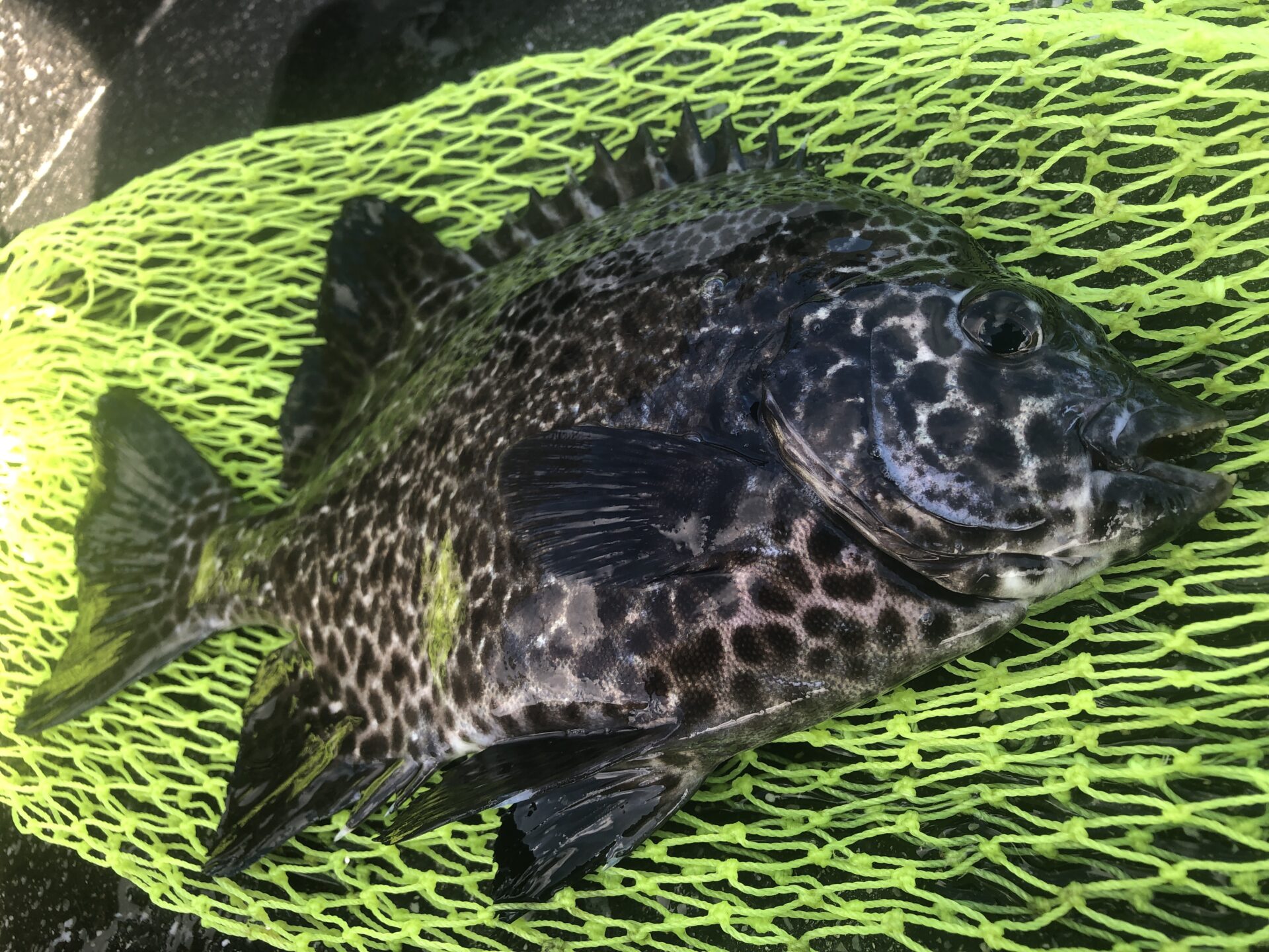 プロフィール背景画像