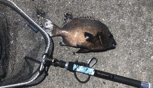 バイク釣行向けタモ（ランディングネット）おすすめ｜PCX125への積載方法と沖縄の高級魚に使った実釣レビュー