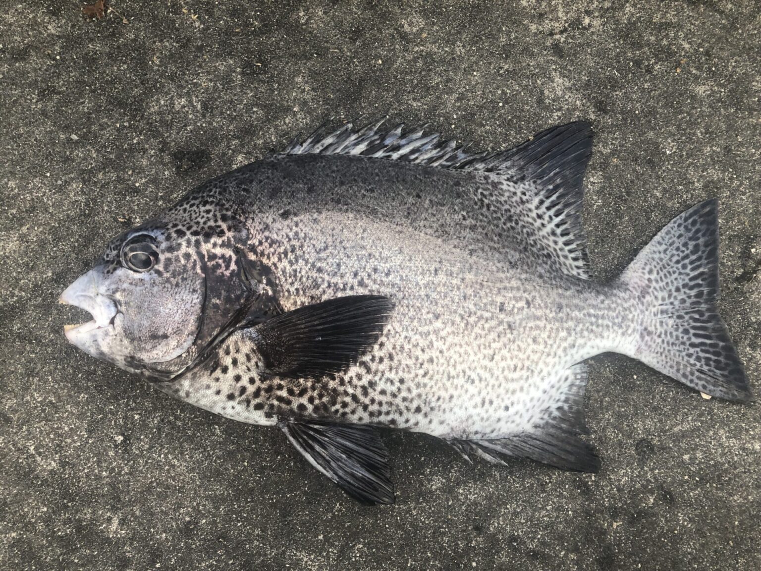 ガラサーミーバイ（イシガキダイ）釣果