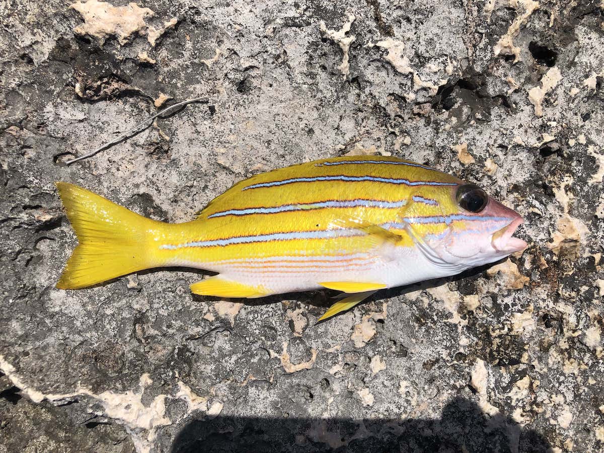 宮古島遠征でパックロッドを使って釣った魚