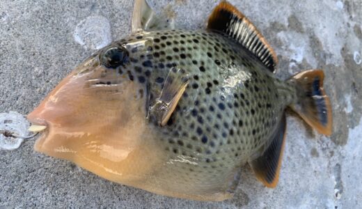 キヘリモンガラ