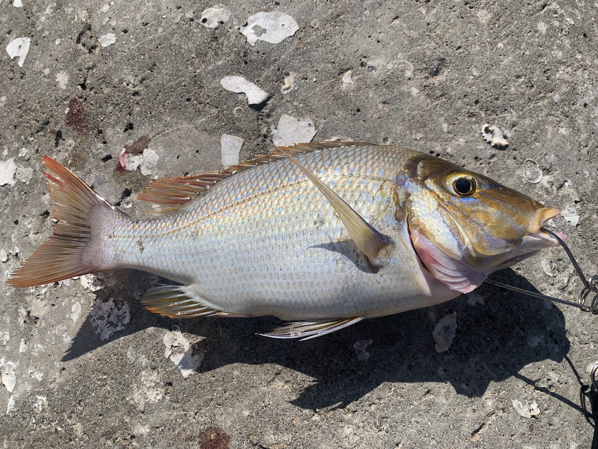 タマン（ハマフエフキ）釣果