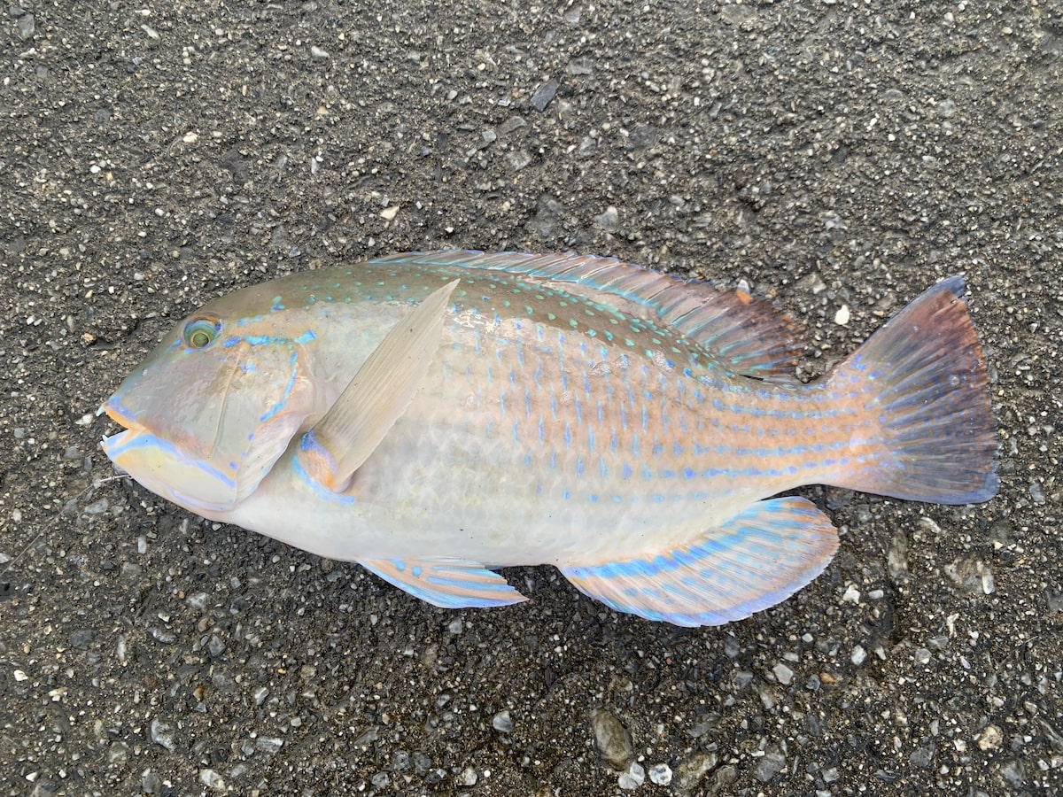マクブ（シロクラベラ）釣果