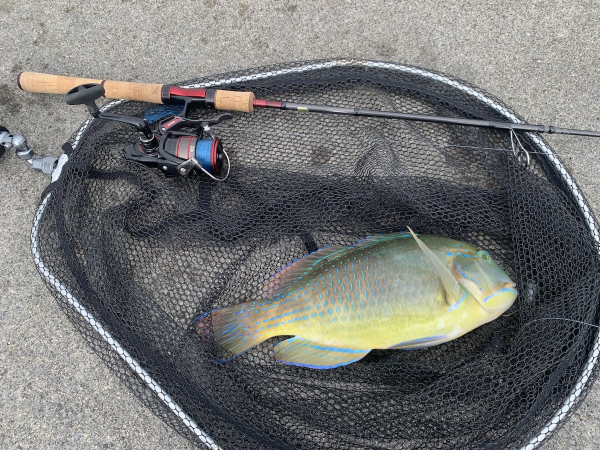 ライトブッコミで釣ったマクブ(シロクラベラ)