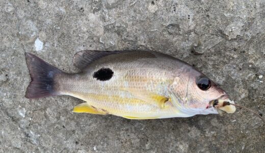 クロホシフエダイ