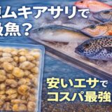 高級魚が簡単に釣れる！冷凍ムキアサリで高級魚があっさり釣れる、コスパ最強の釣り｜パンダ Fishing Club ムキアサリ×高級魚講座 #1