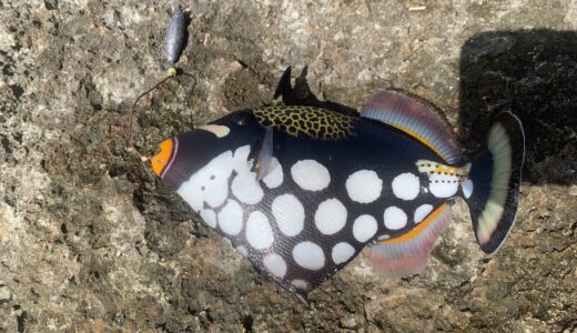 モンガラカワハギ