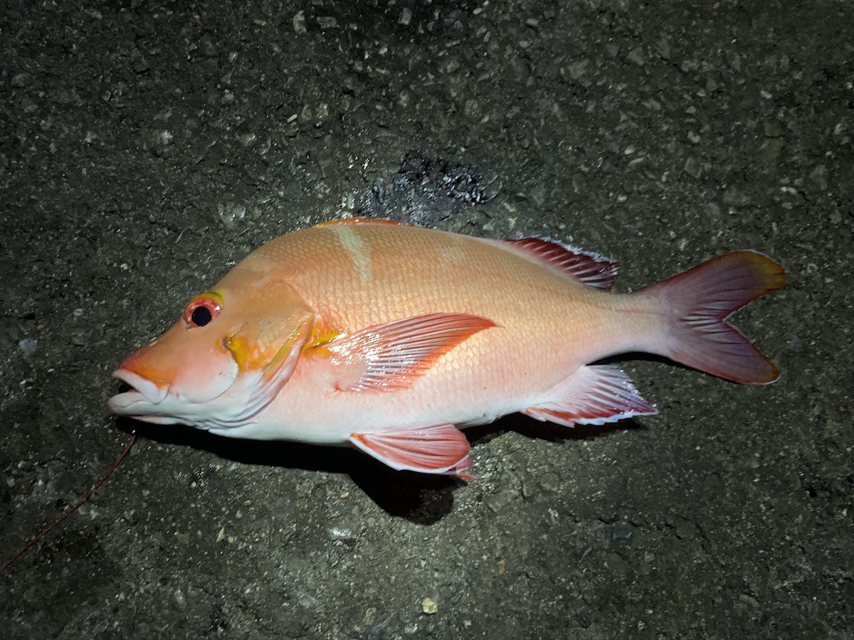与論島の漁港で釣り上げたミミジャー40cm