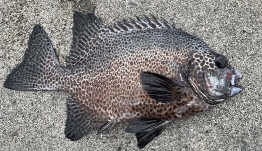 ガラサーミーバイ（イシガキダイ）