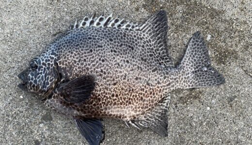 ガラサーミーバイ（イシガキダイ）