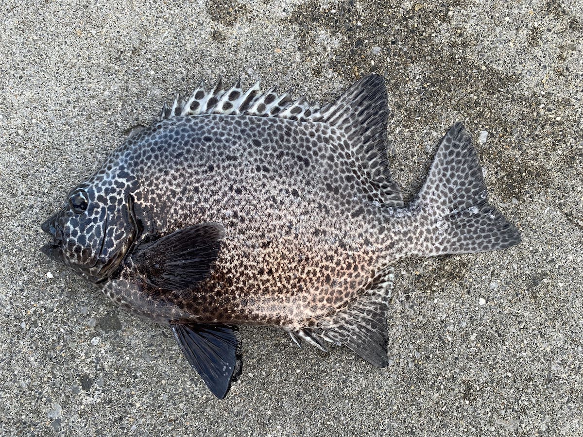 焼いちゃ魚 IMG_6520.jpg