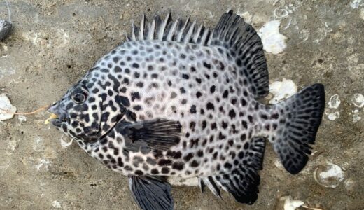 ガラサーミーバイ（イシガキダイ）