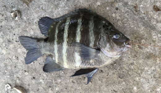 シマスズメダイ