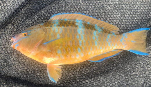 アーガイ（ヒブダイ）