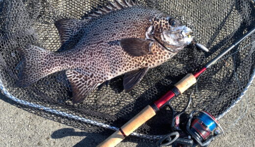 【必見釣法】パックロッド シマノ スコーピオン2602R-5で狙う！ライトブッコミ釣法によるイシガキダイ攻略｜ムキアサリで高級魚を効率的に釣る方法【動画解説付き】