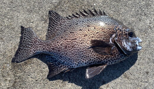 ガラサーミーバイ（イシガキダイ）