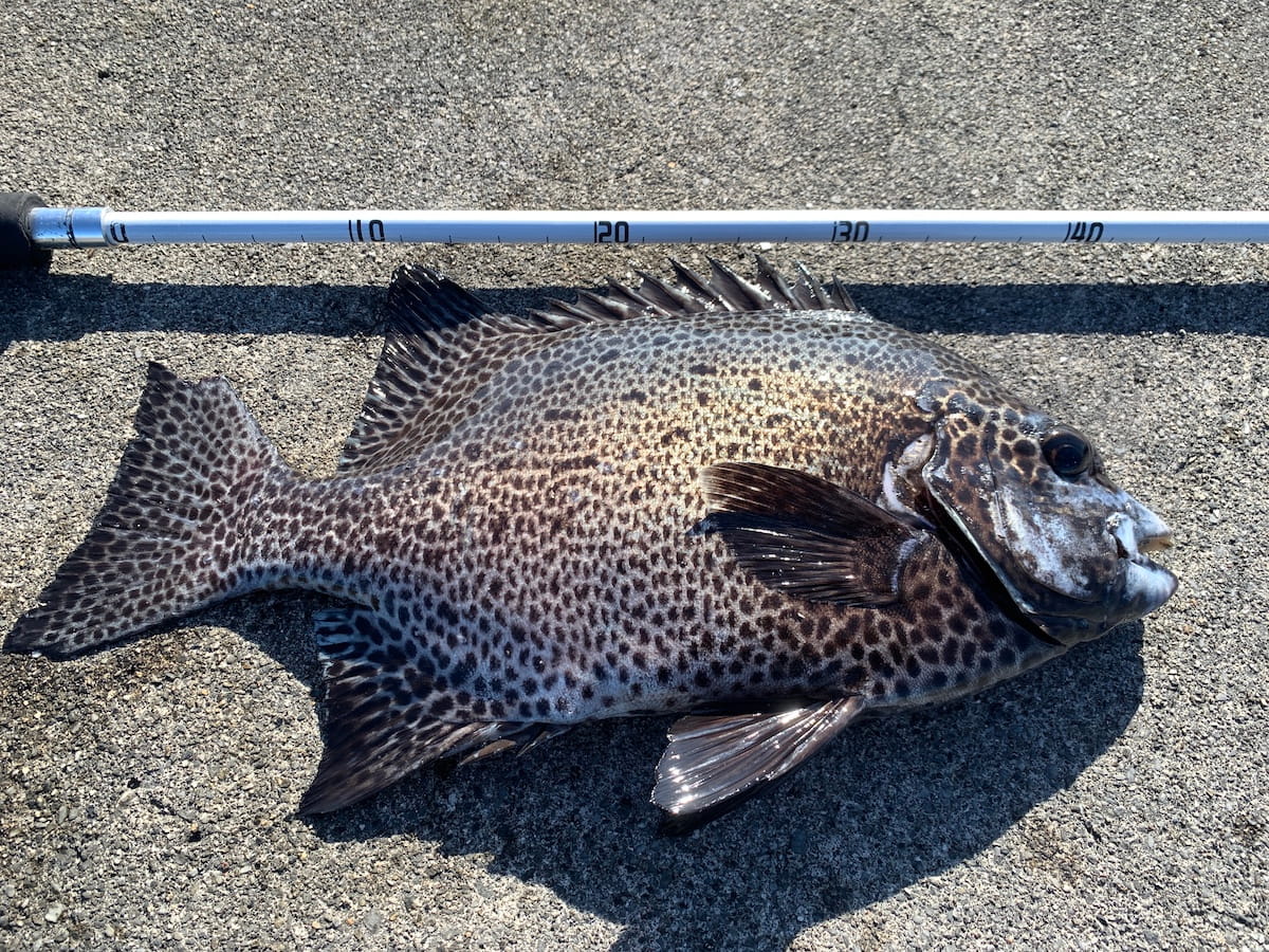 SANLIKEタモのメジャー機能で魚のサイズを計測している様子