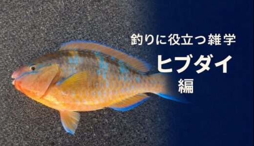 釣果につながる｜釣りに役立つ雑学　〜ヒブダイ（沖縄名：アーガイ）編〜
