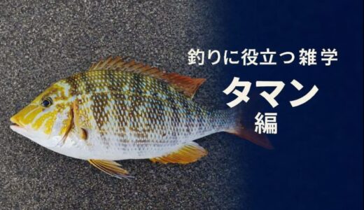 釣果につながる｜釣りに役立つ雑学　〜ハマフエフキ（沖縄名：タマン）編〜
