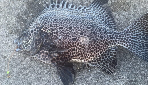 ガラサーミーバイ（イシガキダイ）