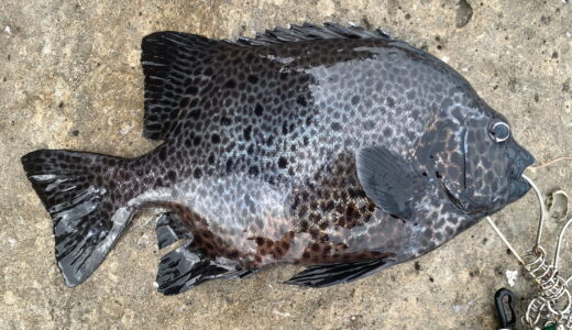 ガラサーミーバイ（イシガキダイ）