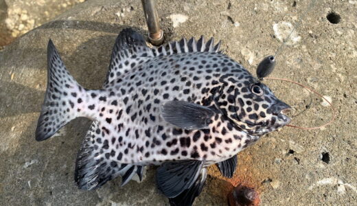 ガラサーミーバイ（イシガキダイ）