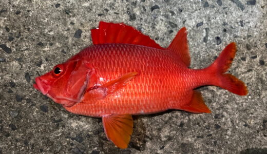 アカイユ（トガリエビス）