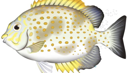 カーエー（ゴマアイゴ）の釣り方挑戦記｜沖縄釣り師が「一生の一本」と呼ぶ最強高級魚にパックロッドで挑む【随時更新】