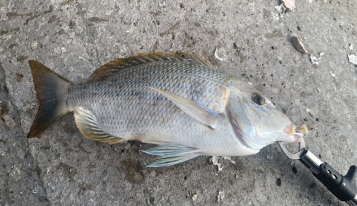 タマン（ハマフエフキ）